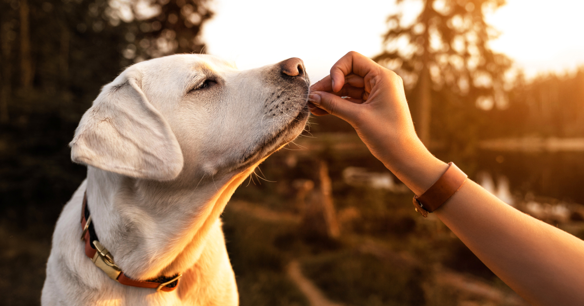 Dog eating food from a person's hand
