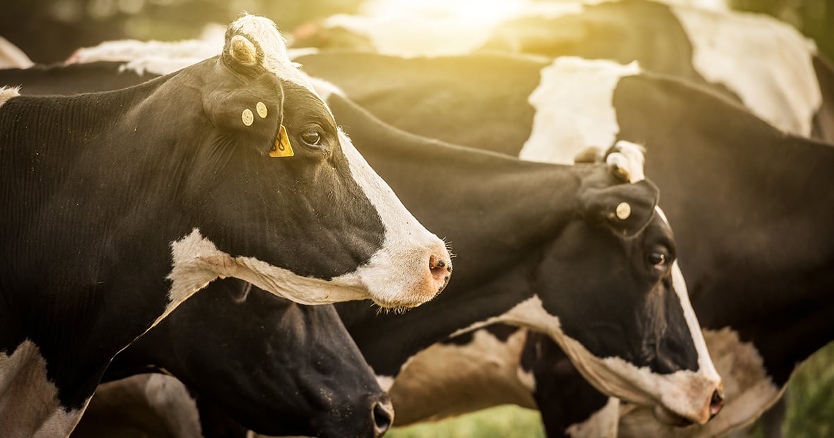 Close-Up of Cows in a Field | Bill Barr & Company