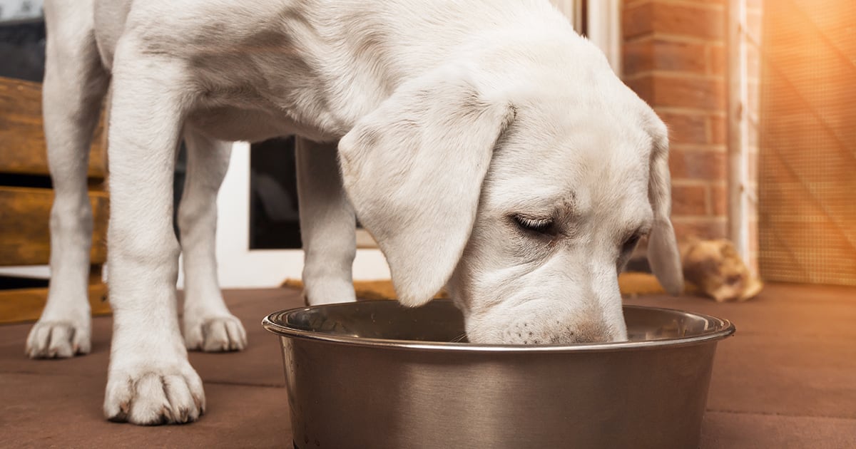 White Dog Eating Food from a Bowl | Bill Barr & Company