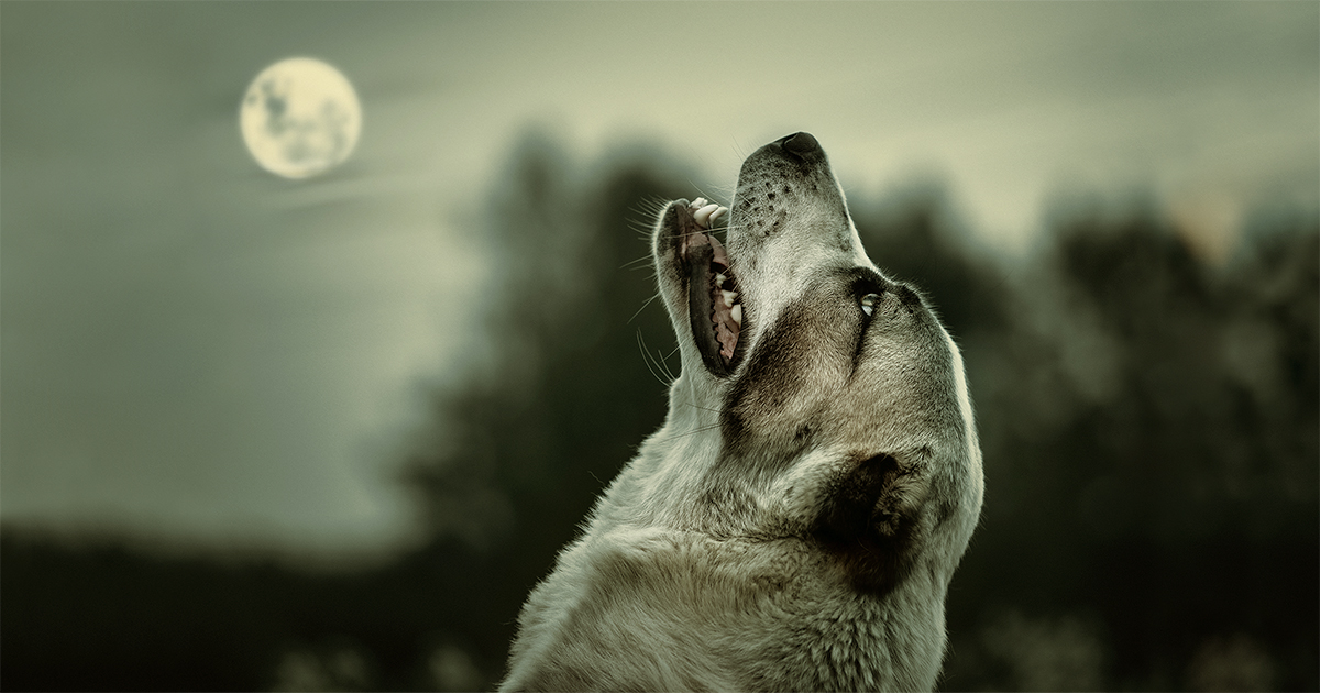 Dog Howling at Moon Graphic | Bill Barr & Company