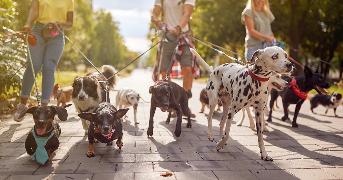 Three people walking eleven dogs.