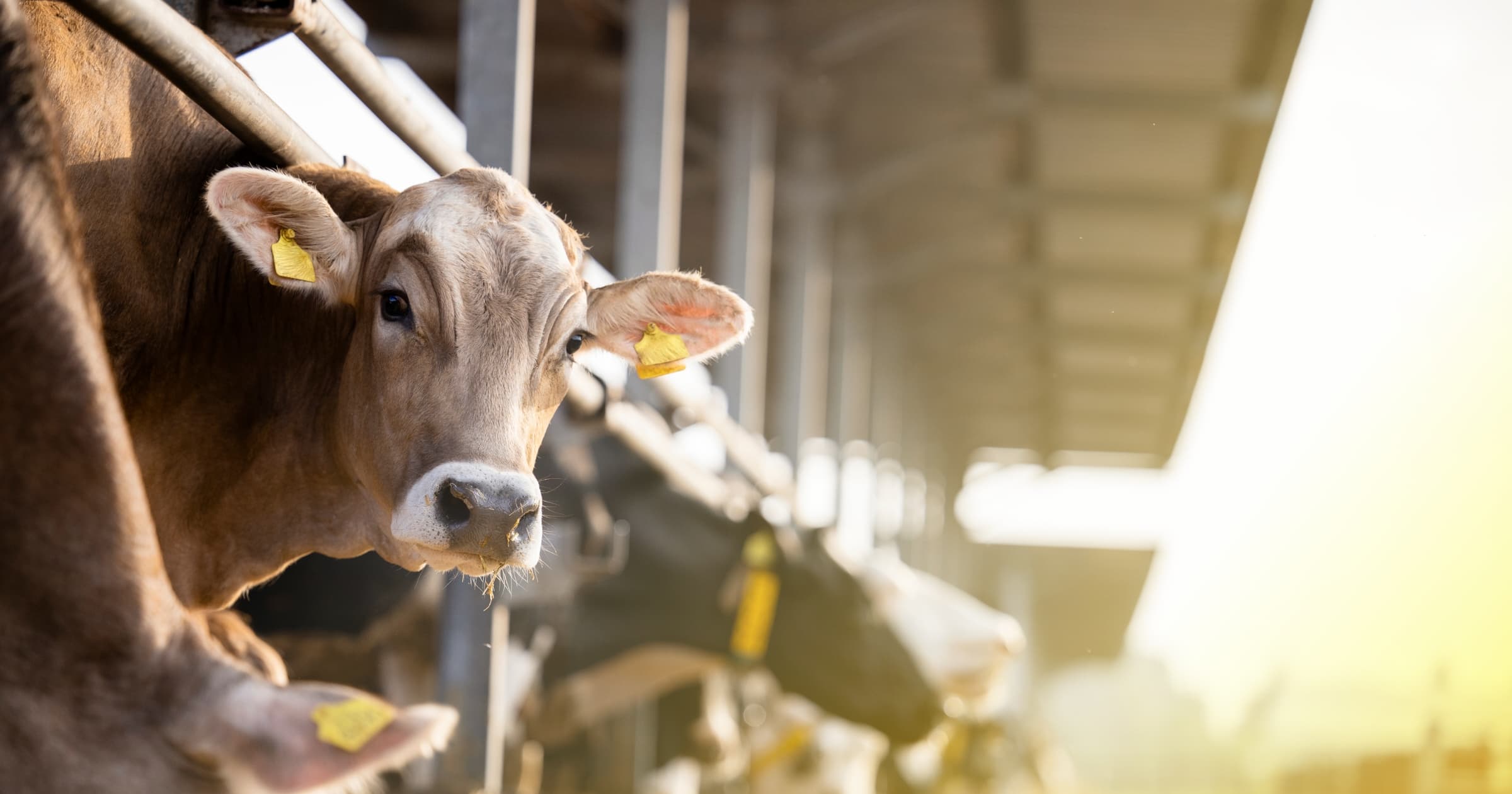 A row of cows standing in stalls with their heads poking out waiting to be fed.