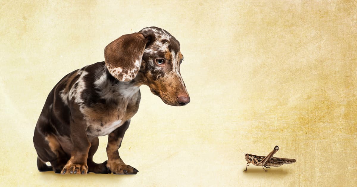 A drawing of a dachshund sitting and staring at a small grasshopper.