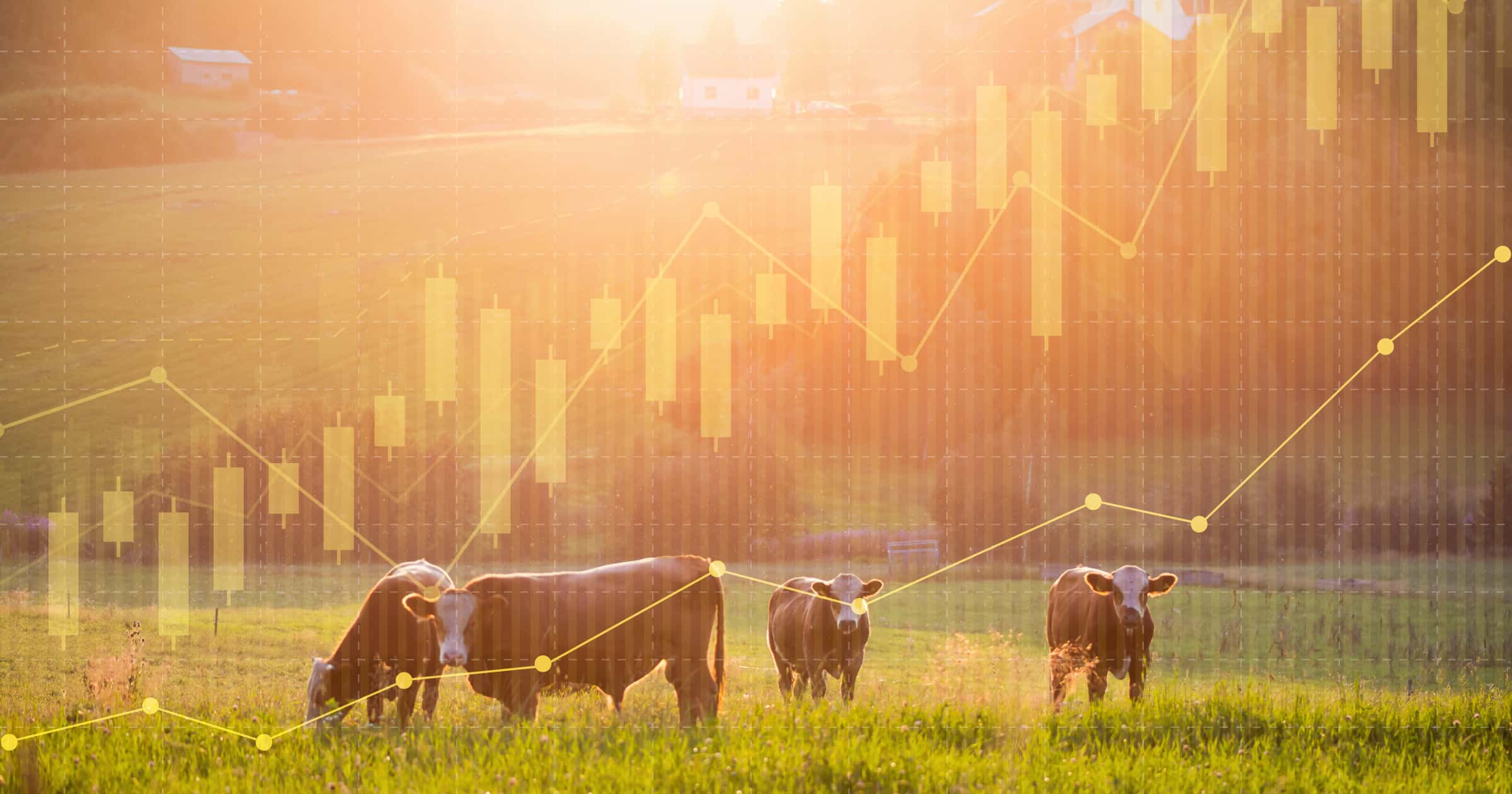A faint line graph overlaid on top of an image of cows standing in a grassy field.