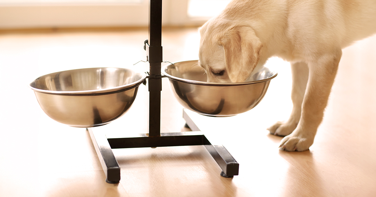 A young puppy leaning over a metal bowl eating dog food.