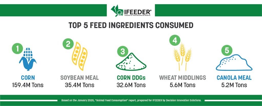 An infographic showing the top 5 feed ingredients consumed in the U.S.: Corn, 159.4 million tons; soybean meal, 35.4 million tons; corn DDGs, 32.6 million tons; wheat middlings, 5.6 million tons; and canola meal, 5.2 million tons.