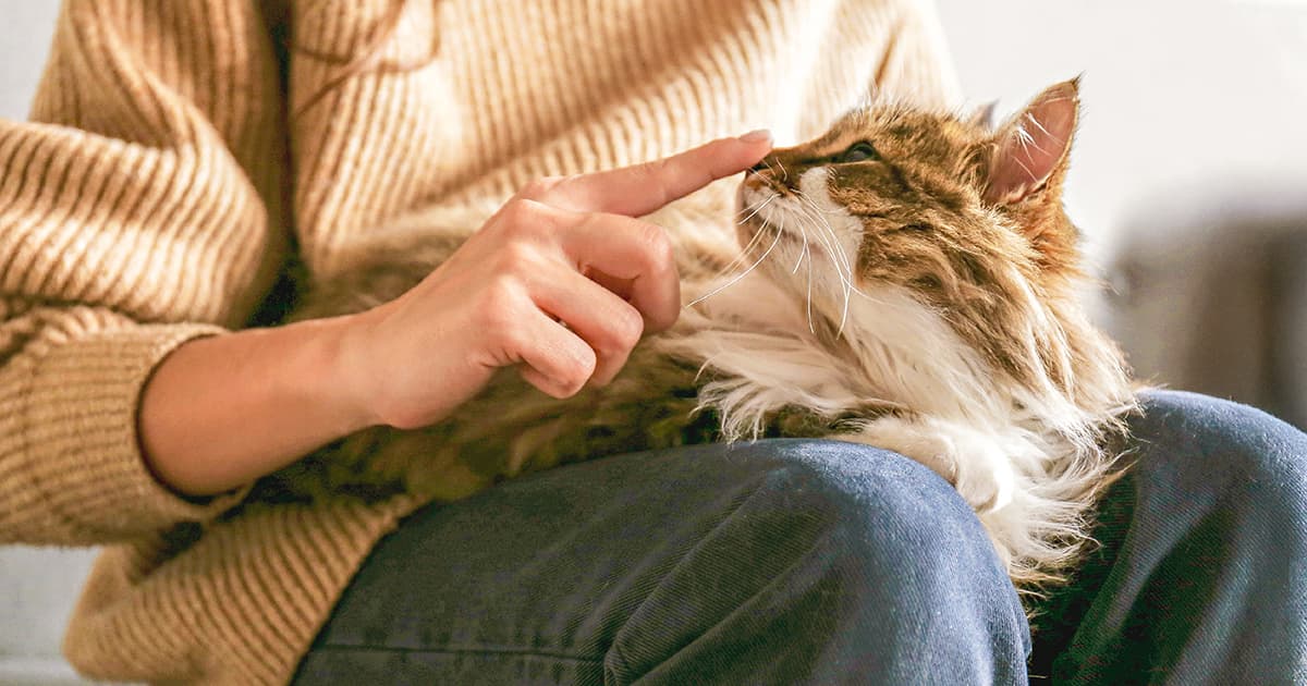 A person wearing a tan sweater and jeans petting a long-haired tan and white cat that is lying in their lap.